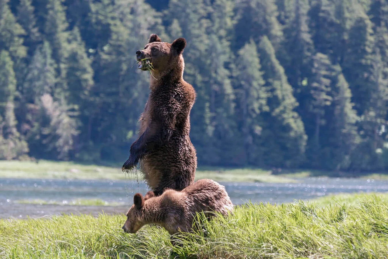 Forêt pluviale de Great Bear, Canada