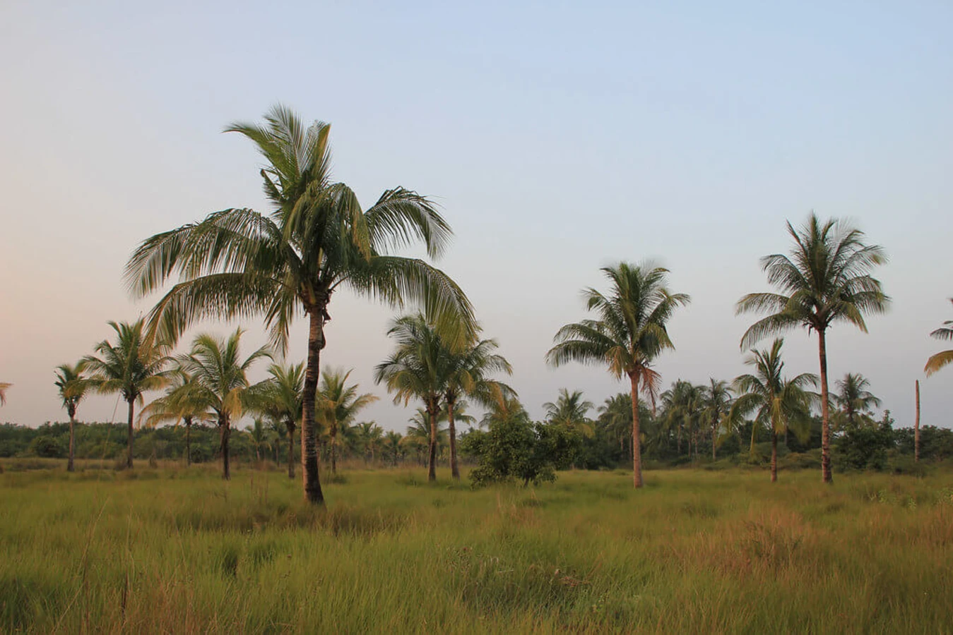 Parc national des Sundarbans, Inde