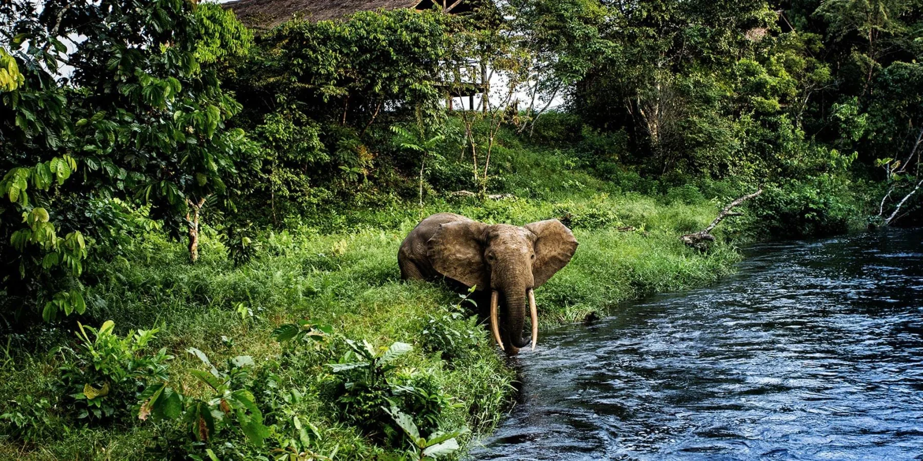 Parc national d'Odzala-Kokoua, République du Congo