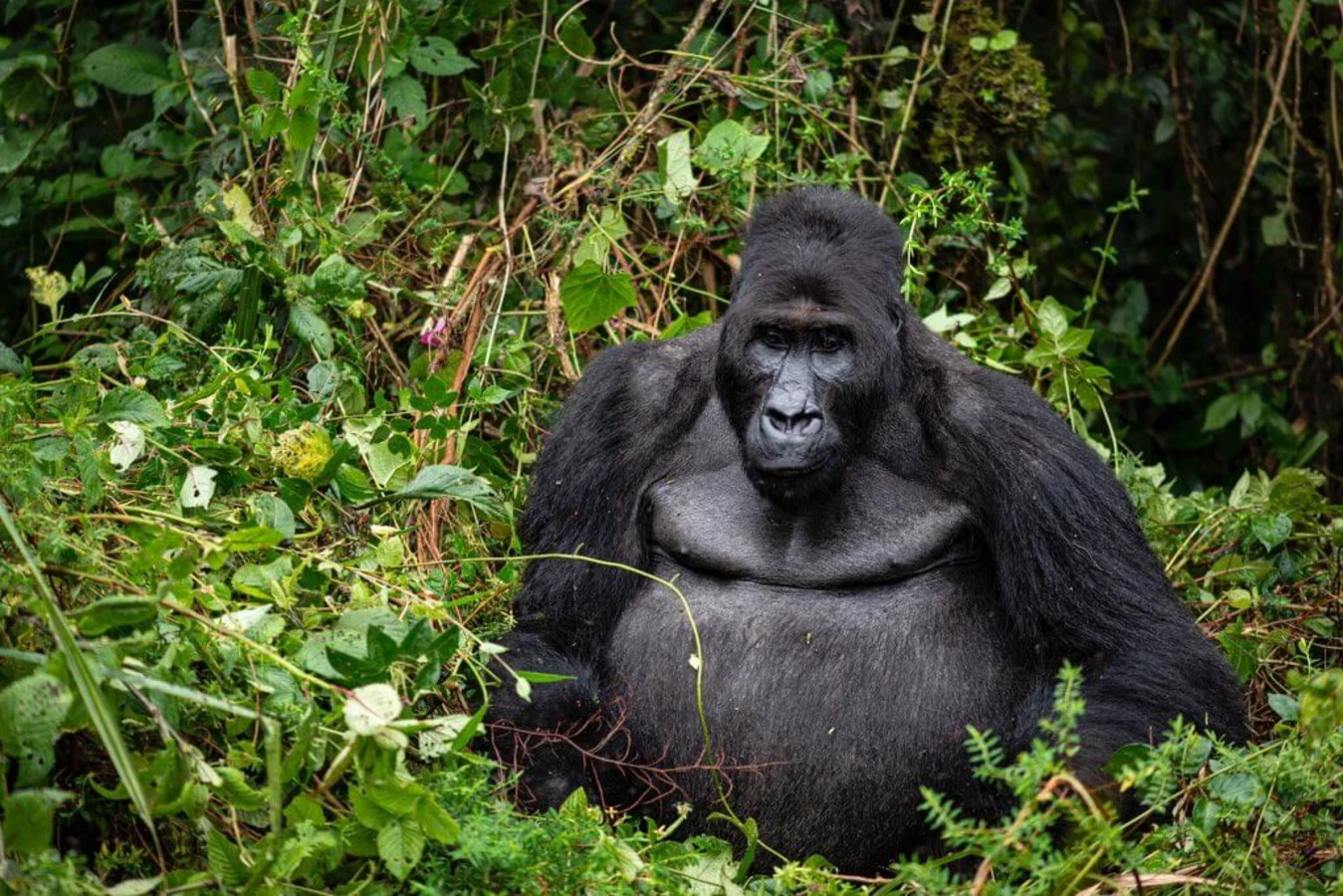 Parc national de la Maiko, République démocratique du Congo