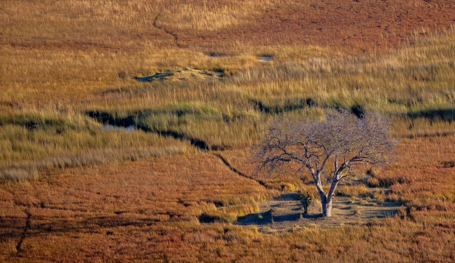 Moremi Game Reserve, Botswana
