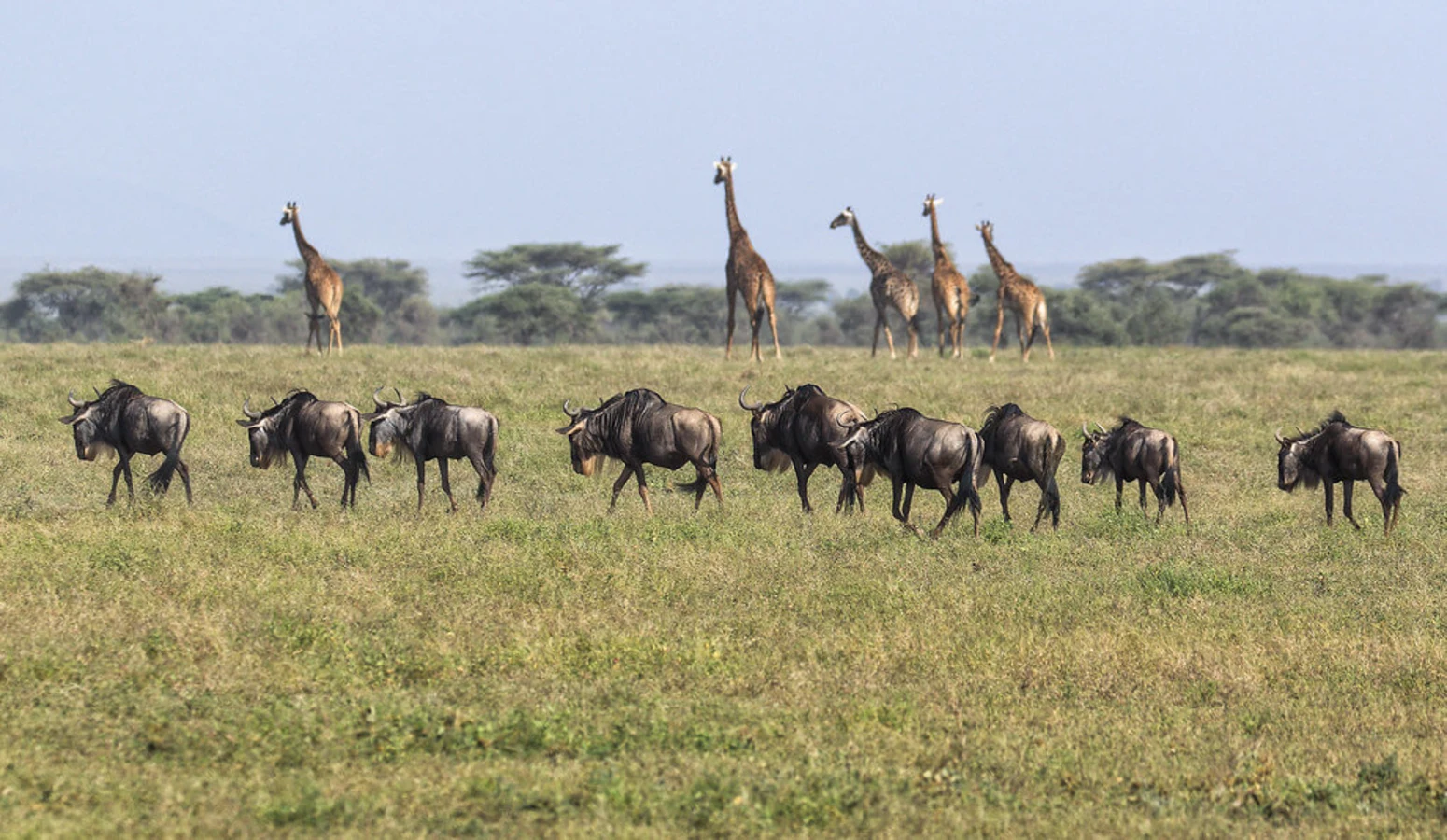Aire de conservation du Ngorongoro, Tanzanie