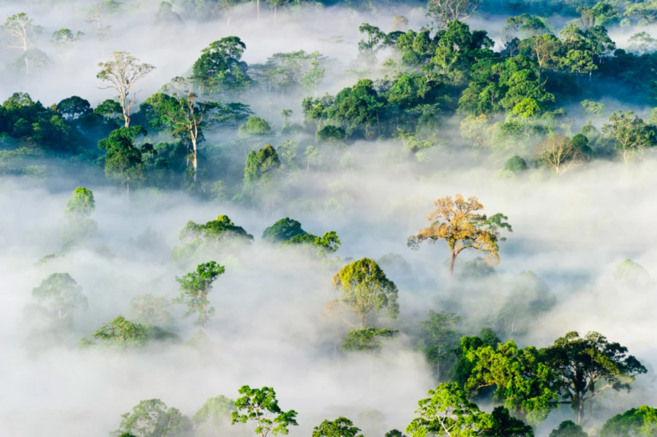 Zone de conservation de la vallée du Danum, Malaisie