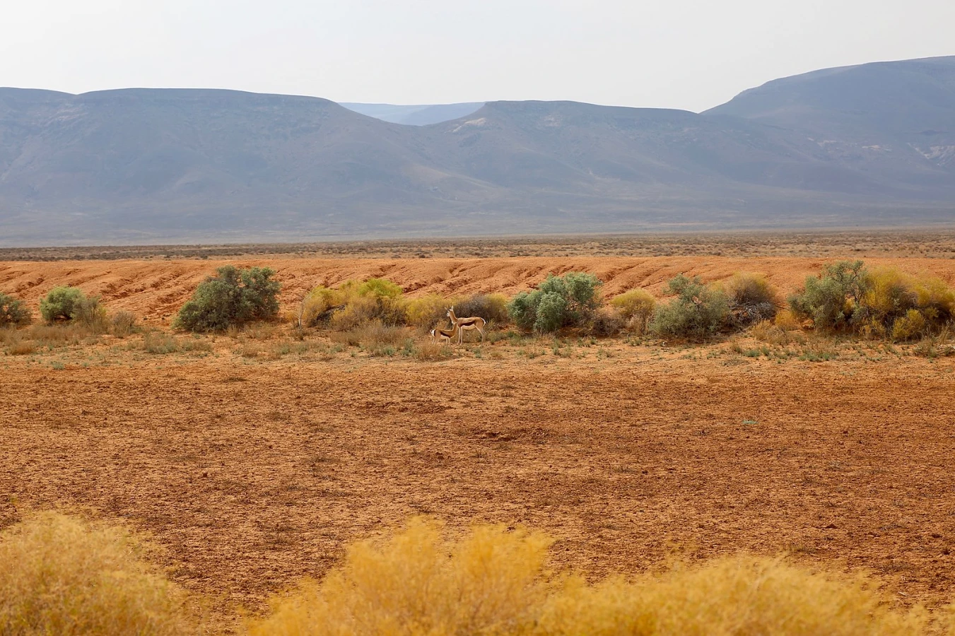 Parc national de Tankwa Karoo, Afrique du Sud