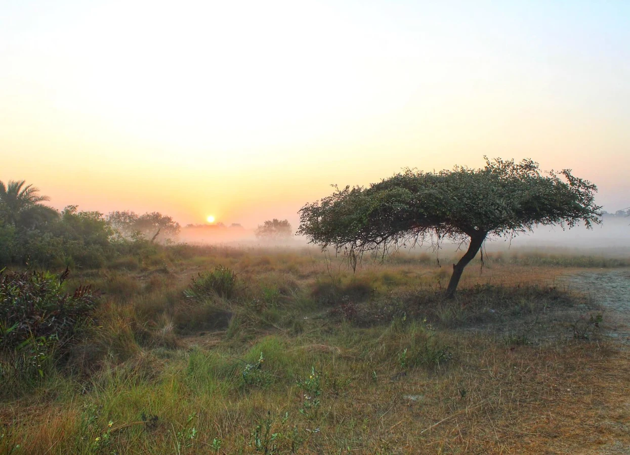 Fôret de mangrove des Sundarbans, Bangladesh