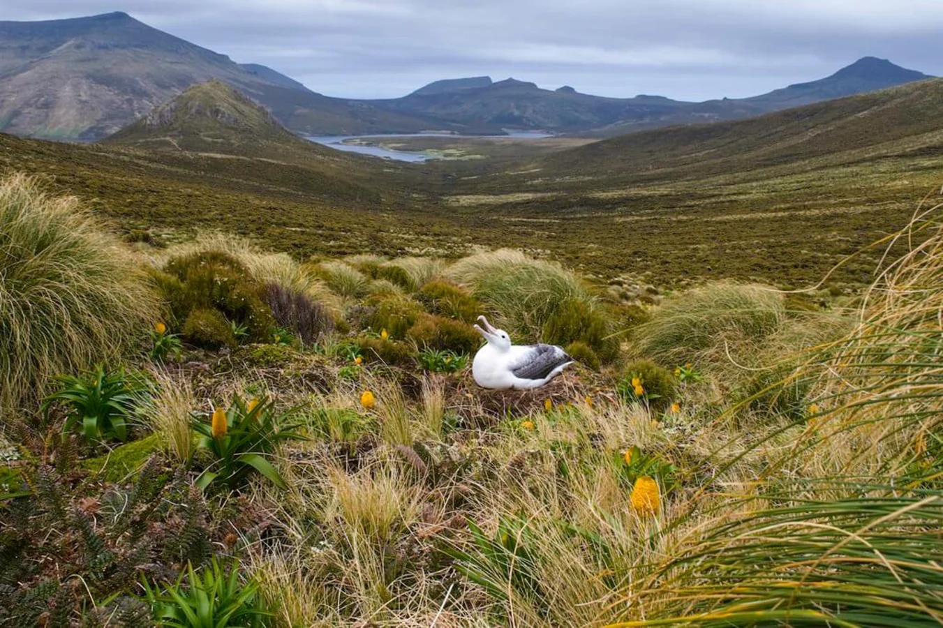 Îles sub-antarctiques de Nouvelle-Zélande, Nouvelle-Zélande