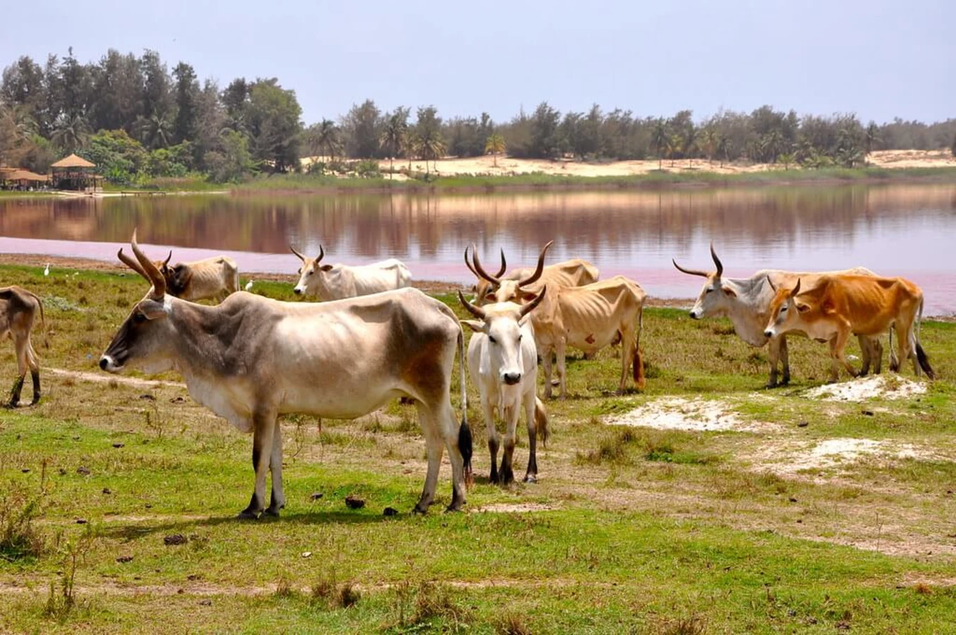 Parc national du delta du Saloum, Sénégal