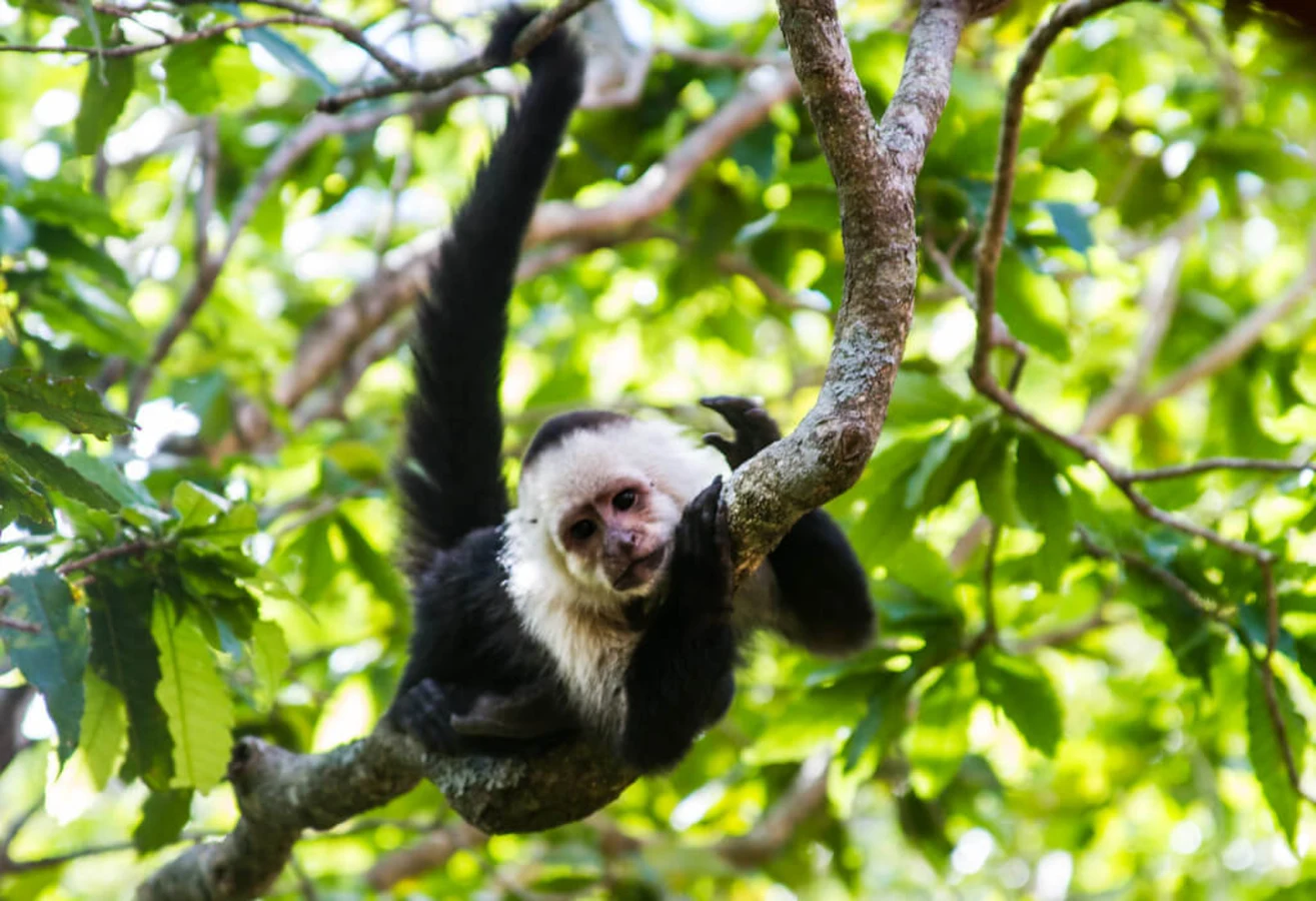 Parc international La Amistad, Panama, Costa Rica