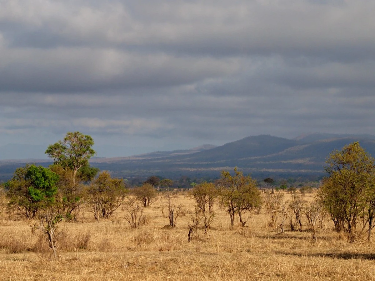 Parc national de Mikumi, Tanzanie