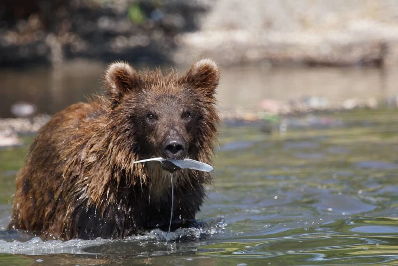 Péninsule du Kamtchatka, Russie