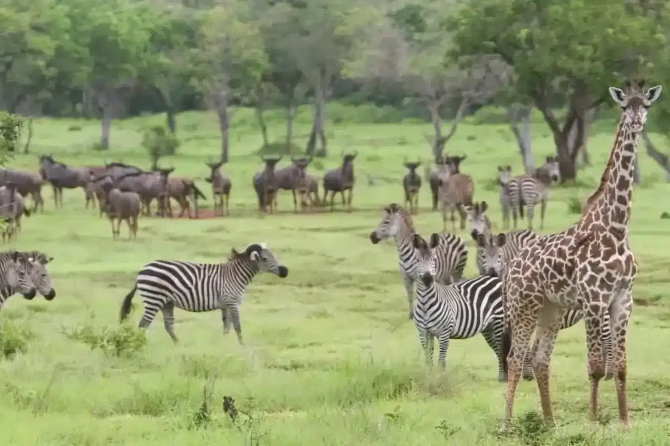 Réserve de gibier de Sélous, Tanzanie