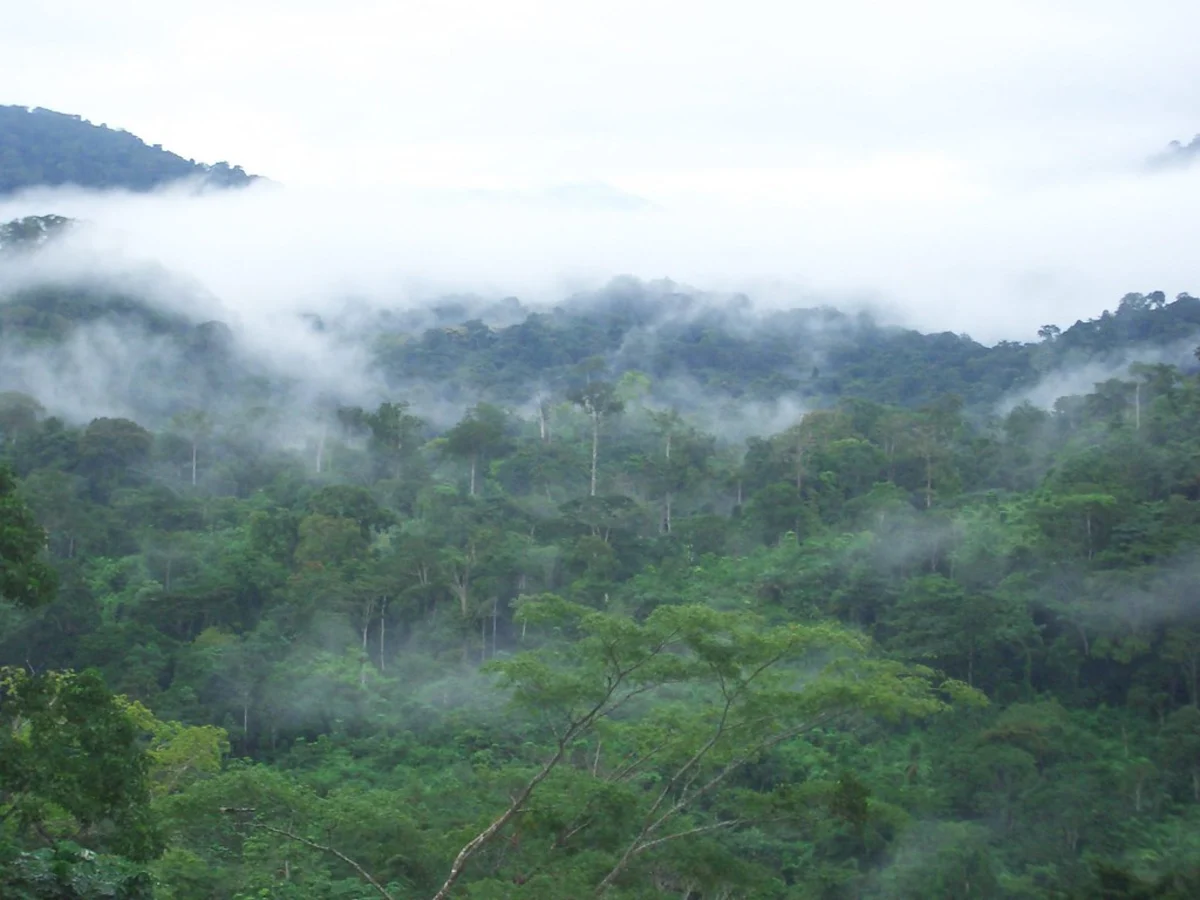 Forêt d'Ebo, Cameroun