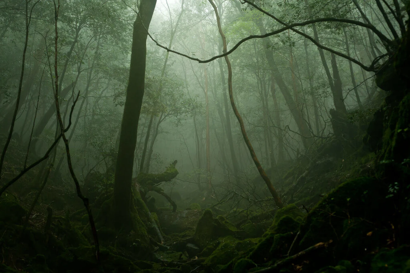 Yaku-shima, Japon