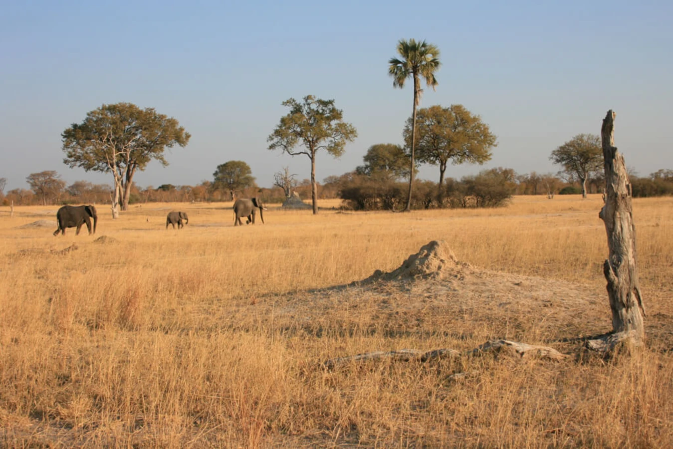 Parc national Hwange, Zimbabwe