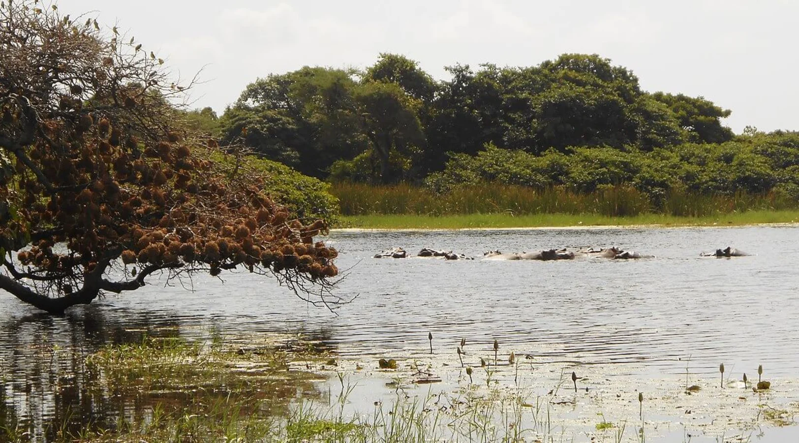 Orango, Guinée-Bissau