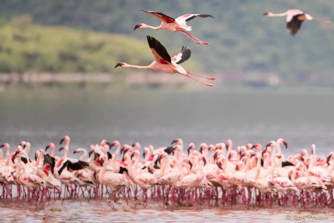 Lac Bogoria, Kenya