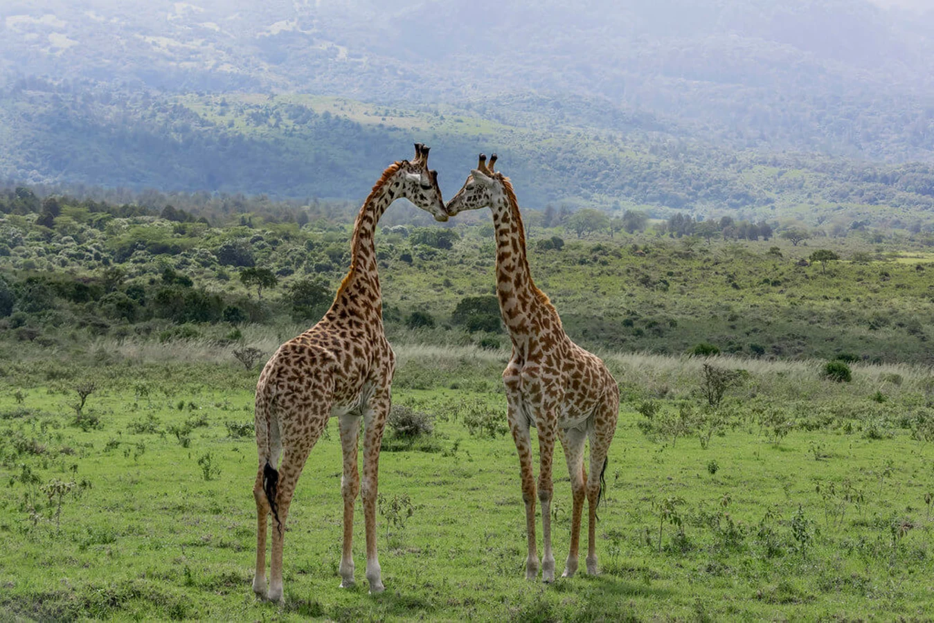 Parc national d'Arusha, Tanzanie