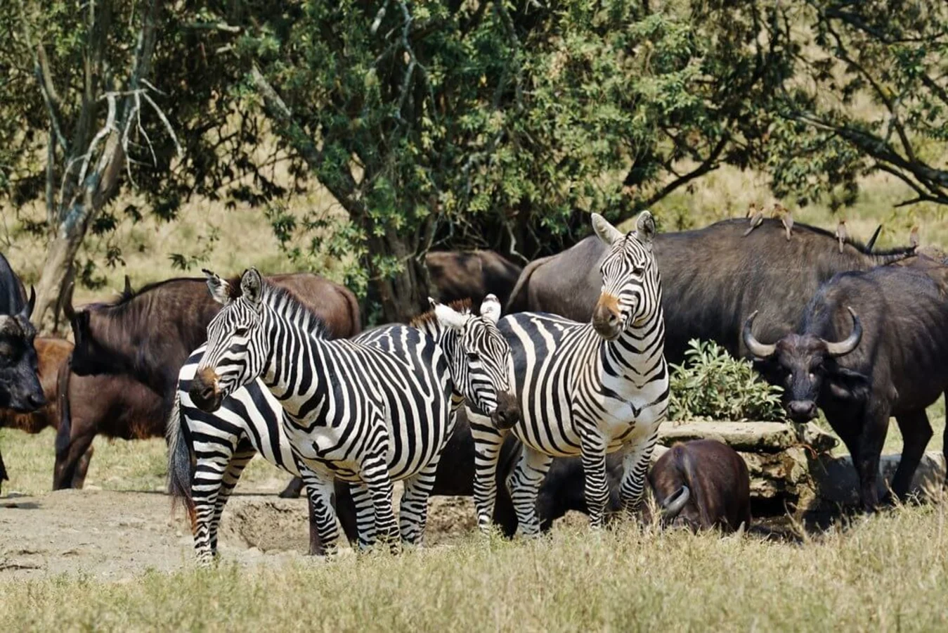 Parc national de Hell's Gate, Kenya