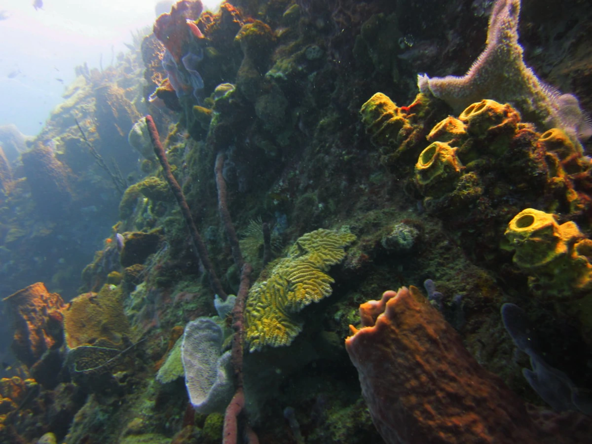 Champagne Reef, Dominique