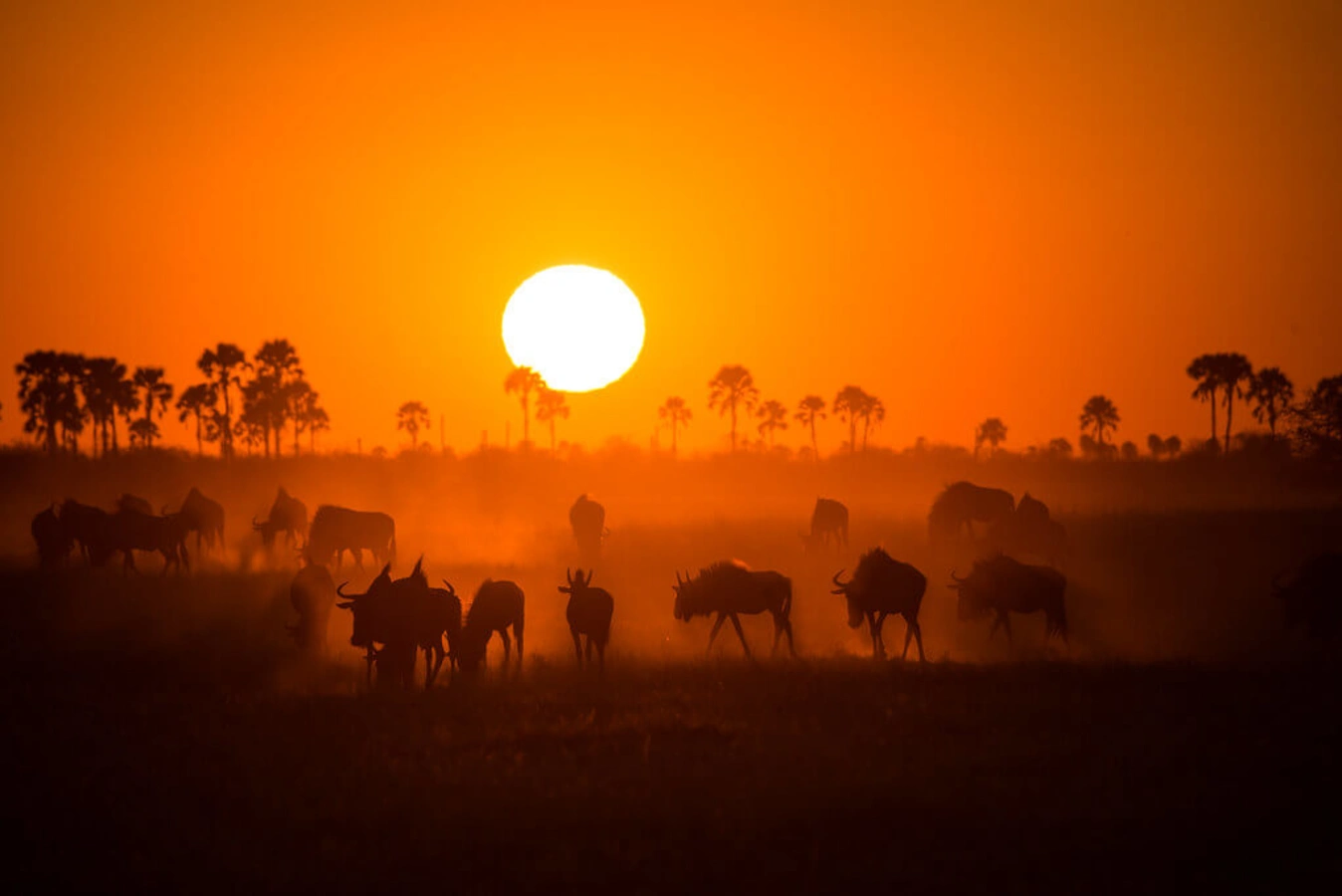 Parc national de Makgadikgadi Pans, Botswana