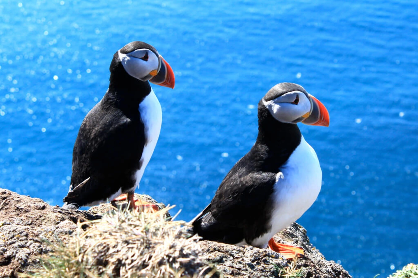 Latrabjarg, Islande