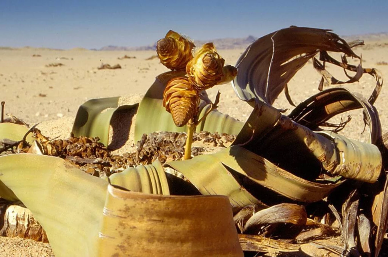 Welwitschia Drive, Namibie