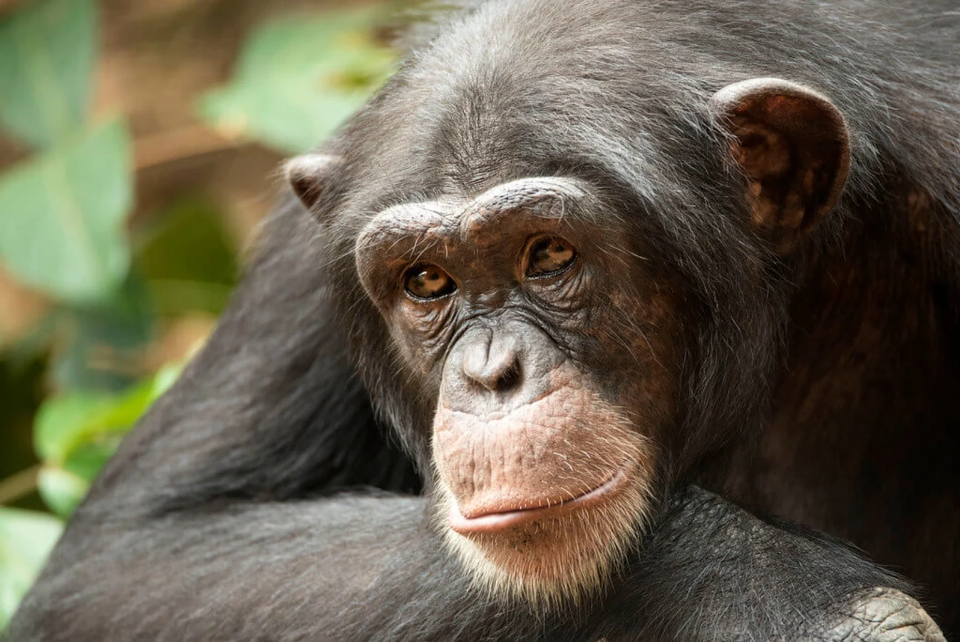 Sanctuaire des chimpanzés de Tacugama, Sierra Leone