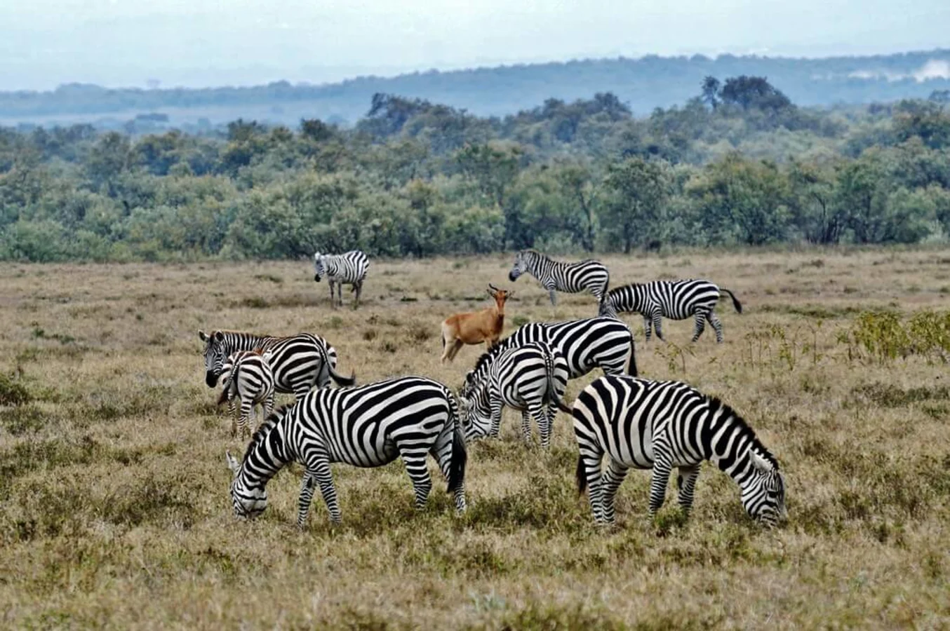 Parc national de Hell's Gate, Kenya