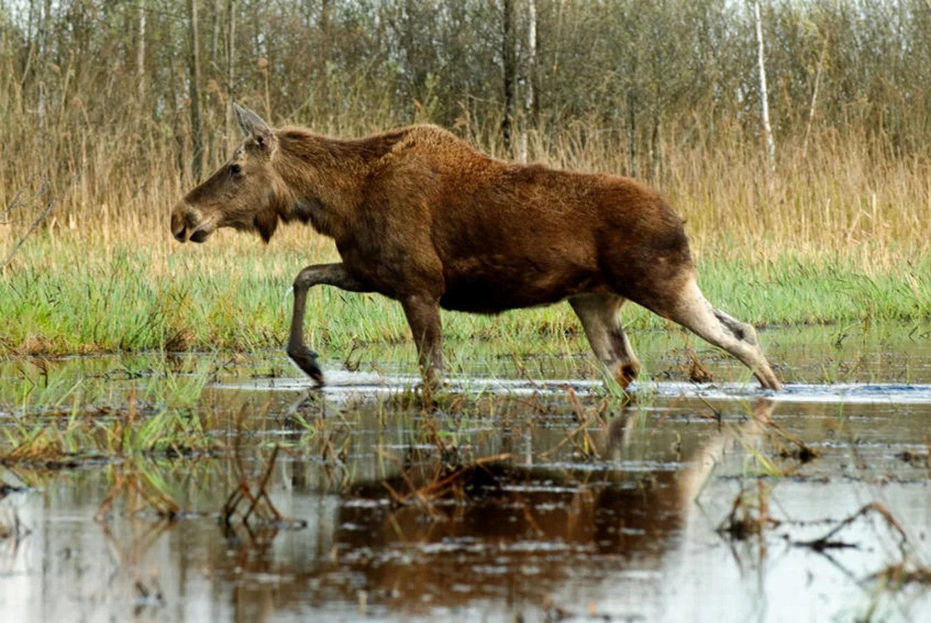 Parc national de la Biebrza, Pologne