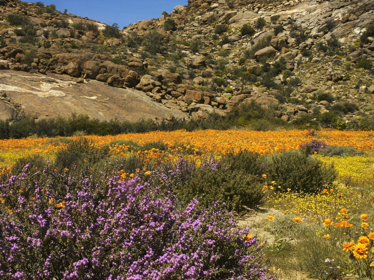 Goegap Nature Reserve, Afrique du Sud