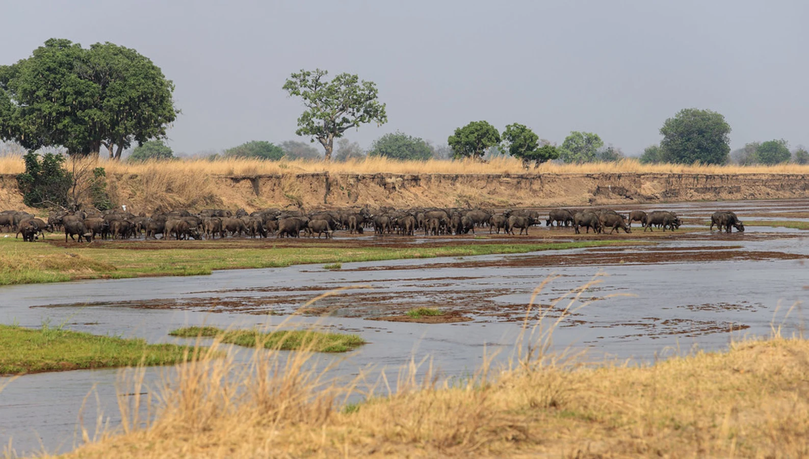 Parc national de Luangwa-Nord, Zambie