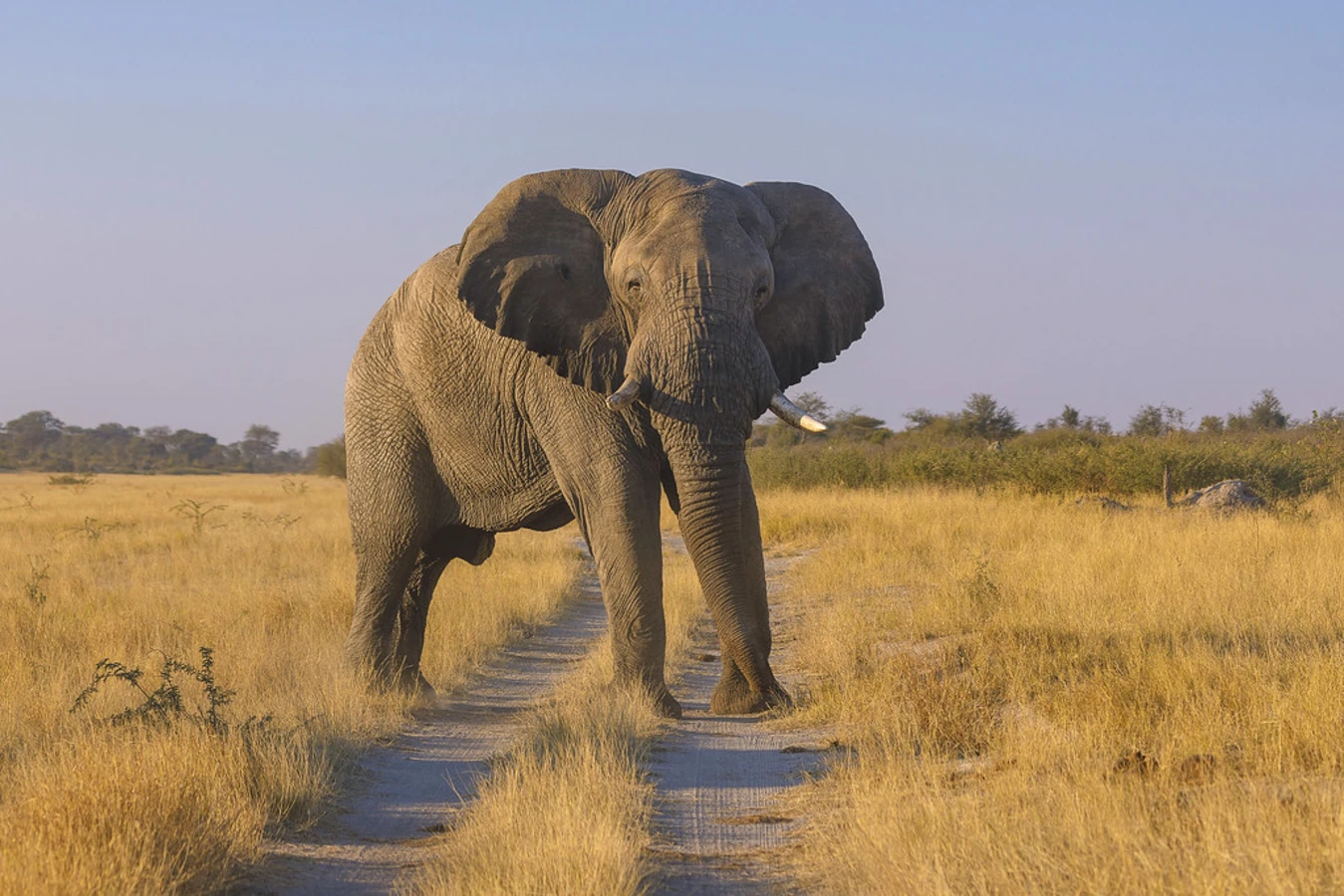 Parc national de Khaudom, Namibie