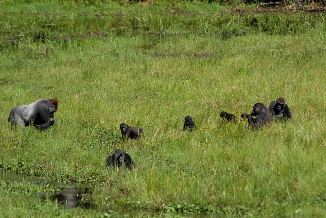 Mbeli Bai, République du Congo