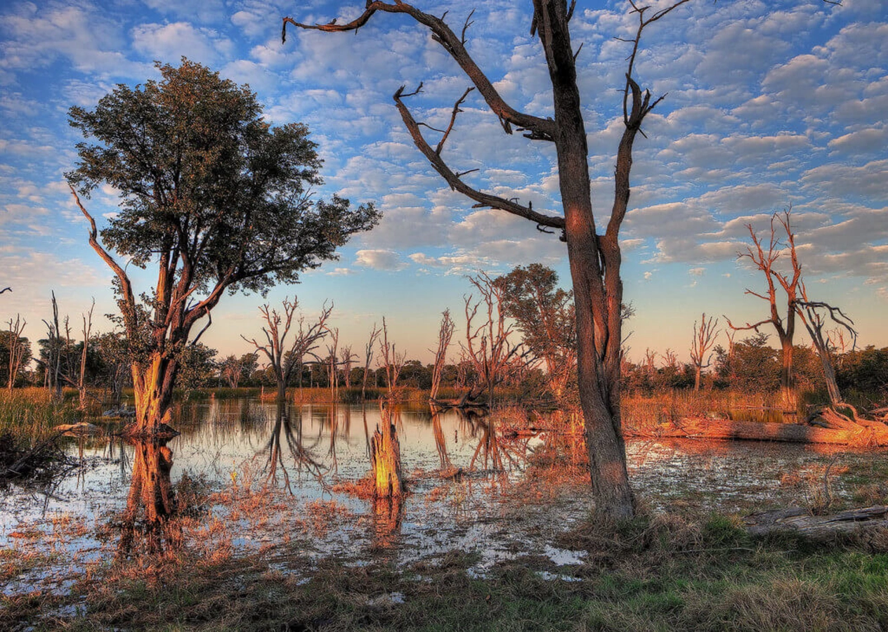 Moremi Game Reserve, Botswana