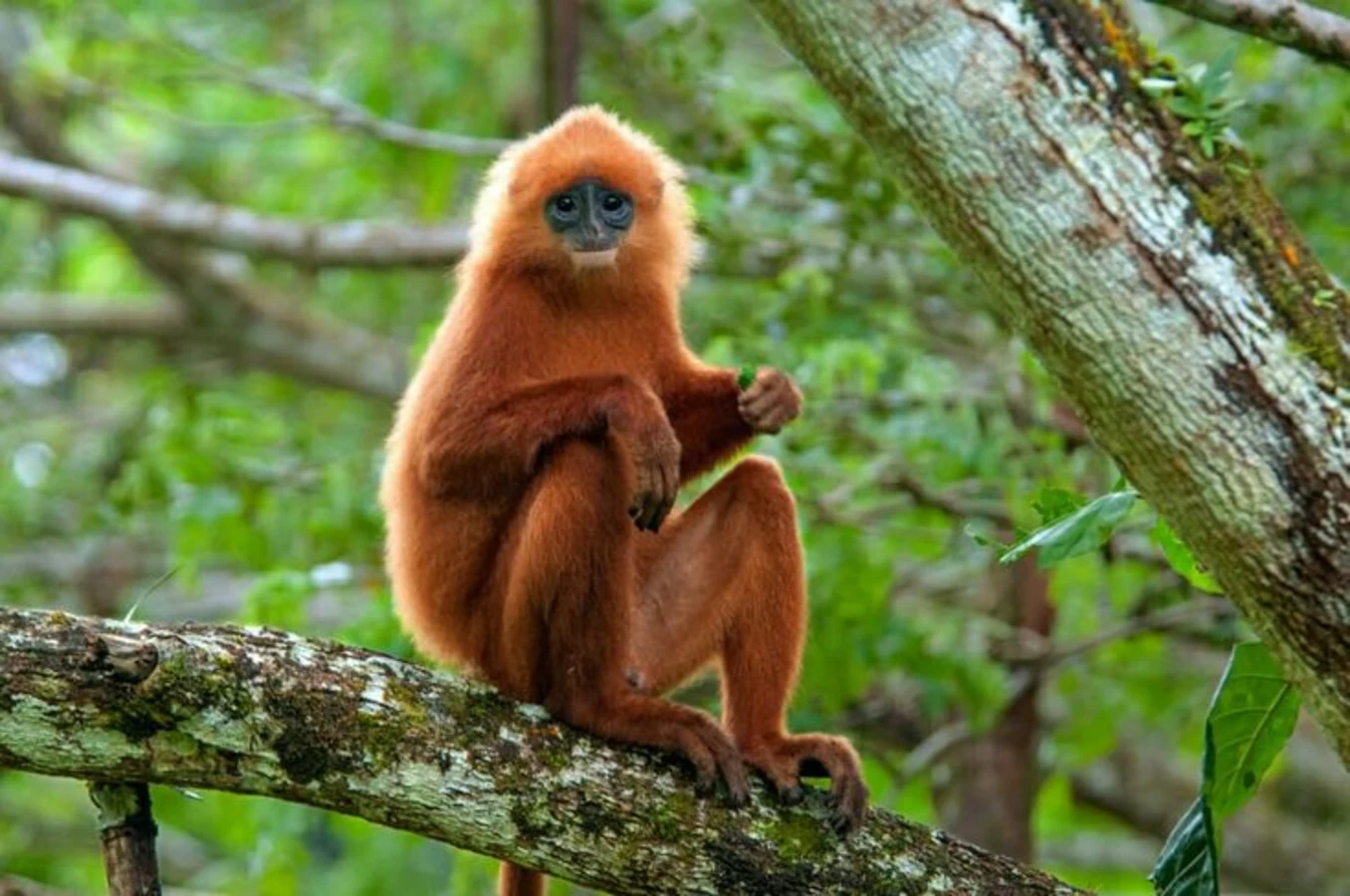Zone de conservation de la vallée du Danum, Malaisie