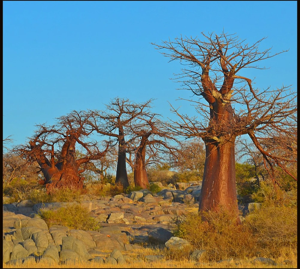 Kubu Island, Botswana