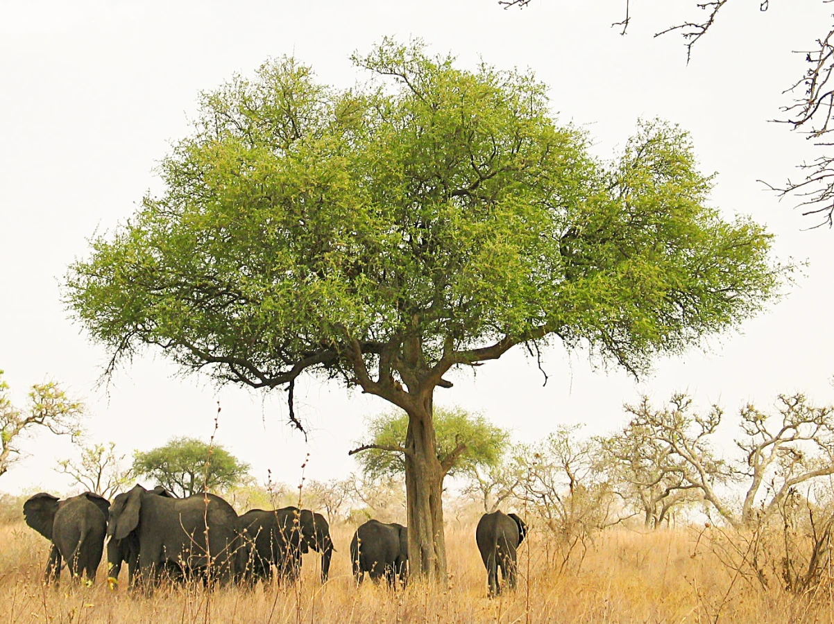 Parc national de Boumba Bek, Cameroun