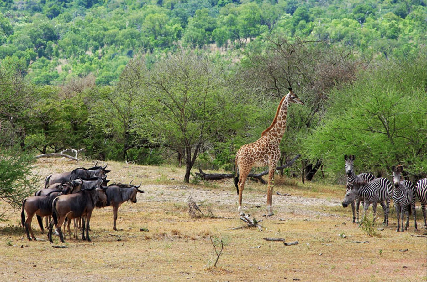 Réserve de gibier de Sélous, Tanzanie