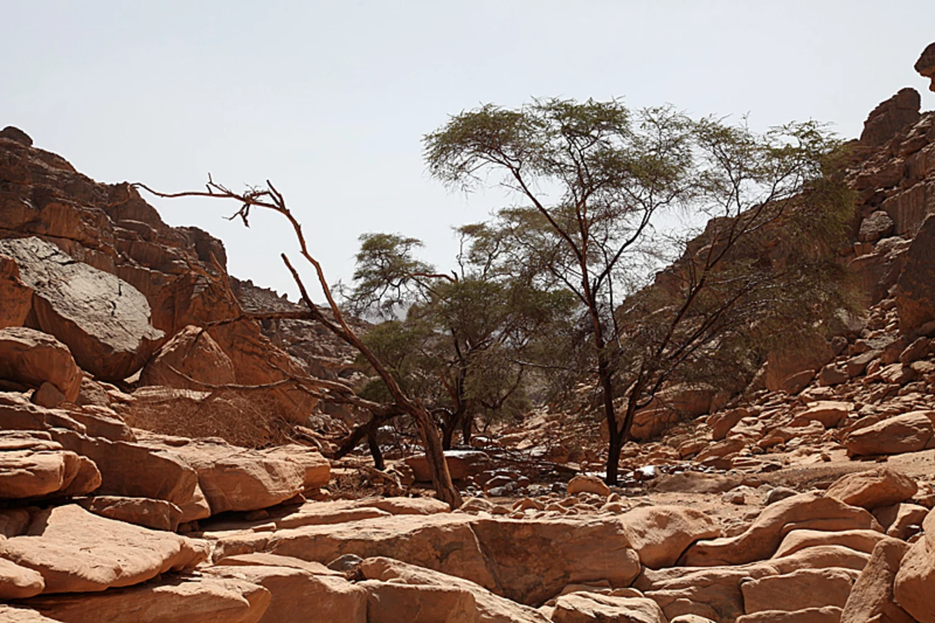 Forêts claires xérophiles d'altitude du Tibesti et du Jebel Uweinat, Égypte, Soudan, Libye, Tchad