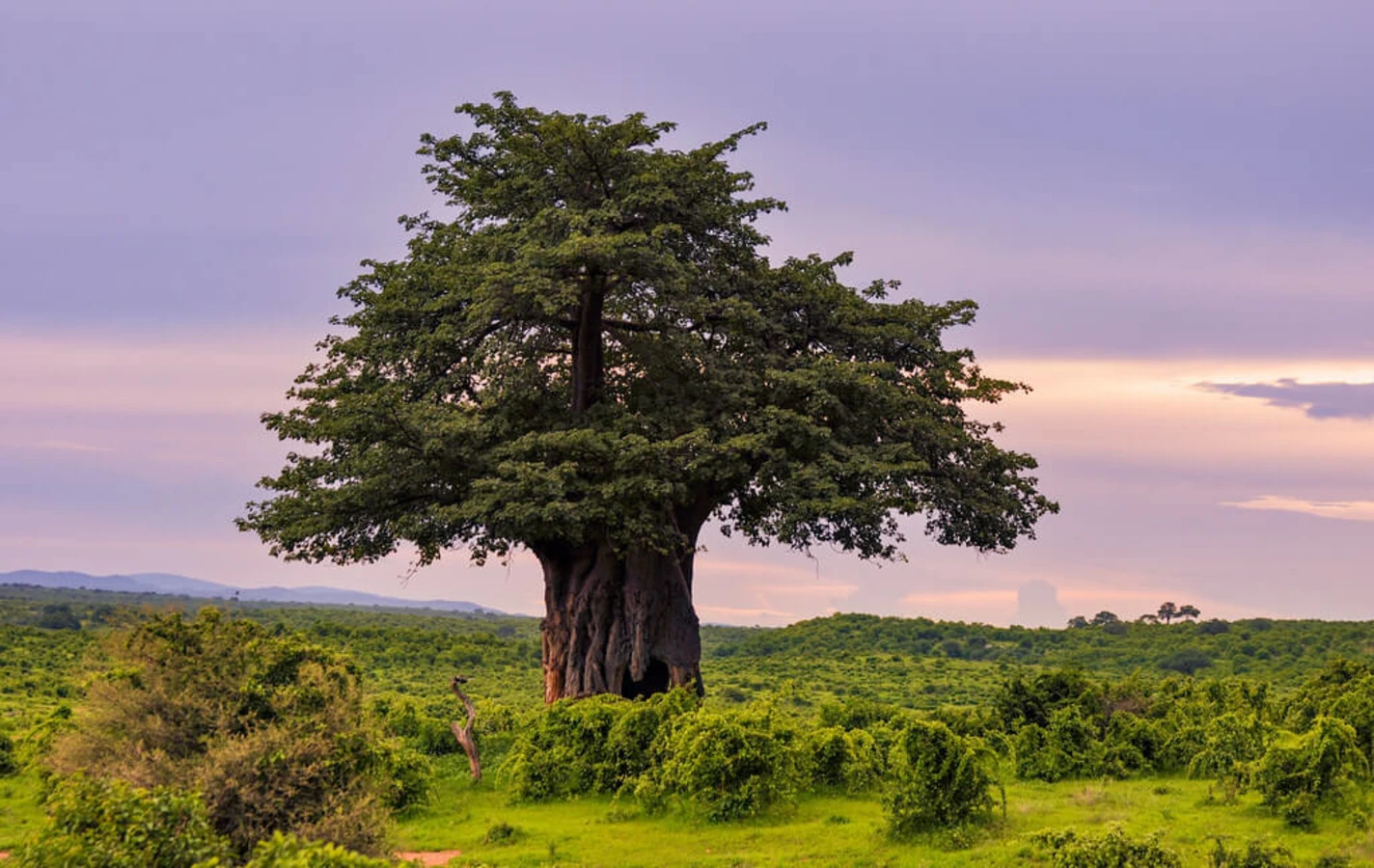 Parc national de Ruaha, Tanzanie