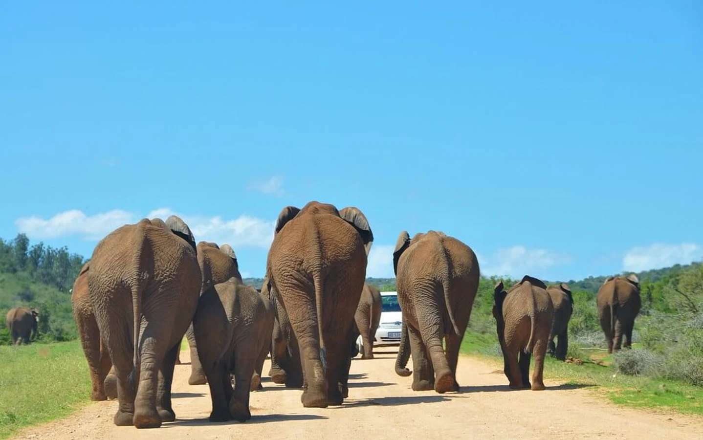 Parc national des Éléphants d'Addo, Afrique du Sud