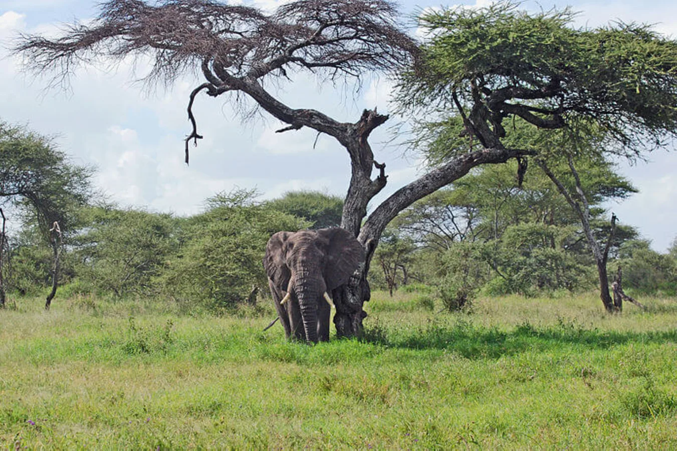 Parc national du Serengeti, Tanzanie