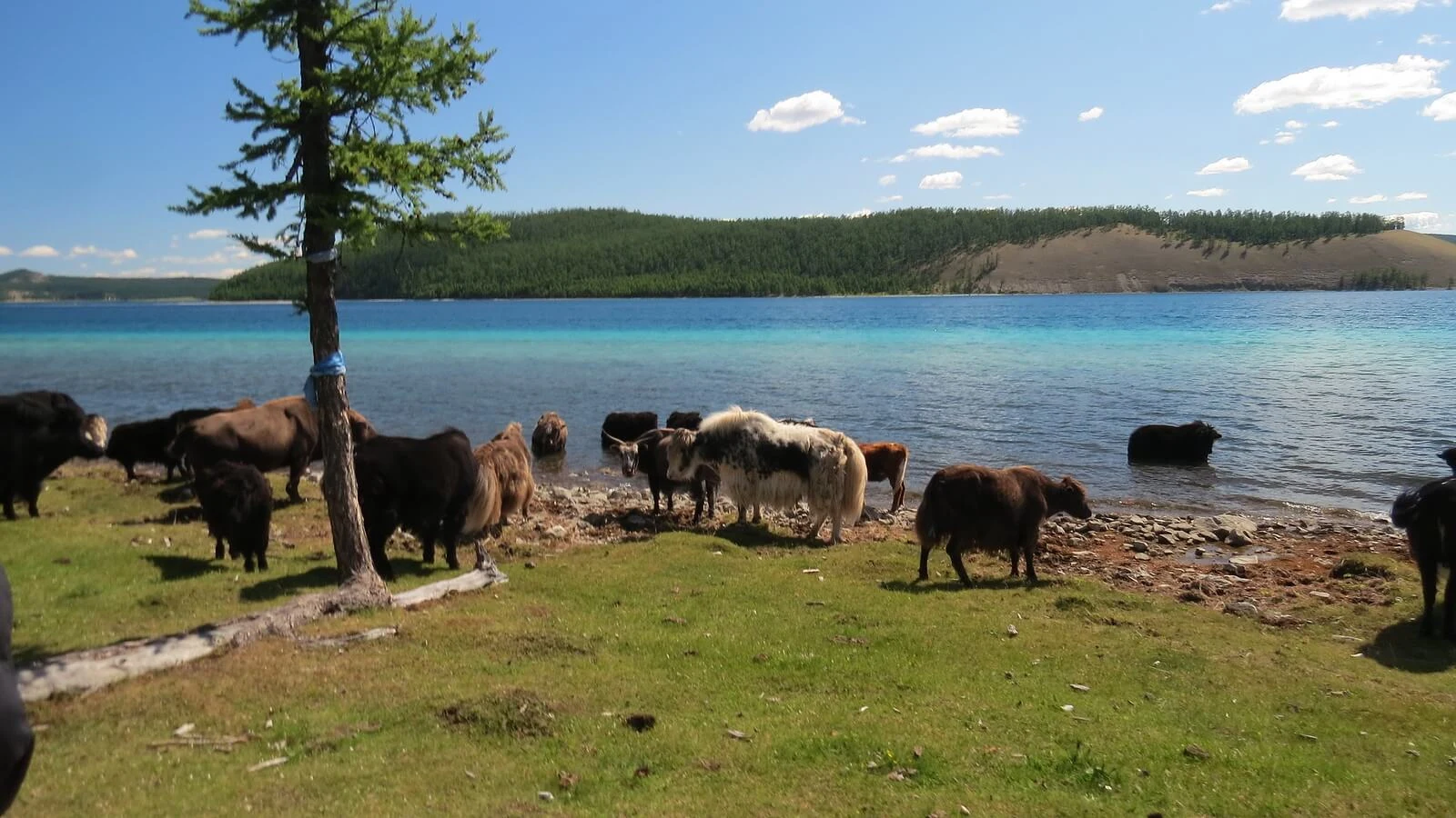 Lac Khovsgol, Mongolie