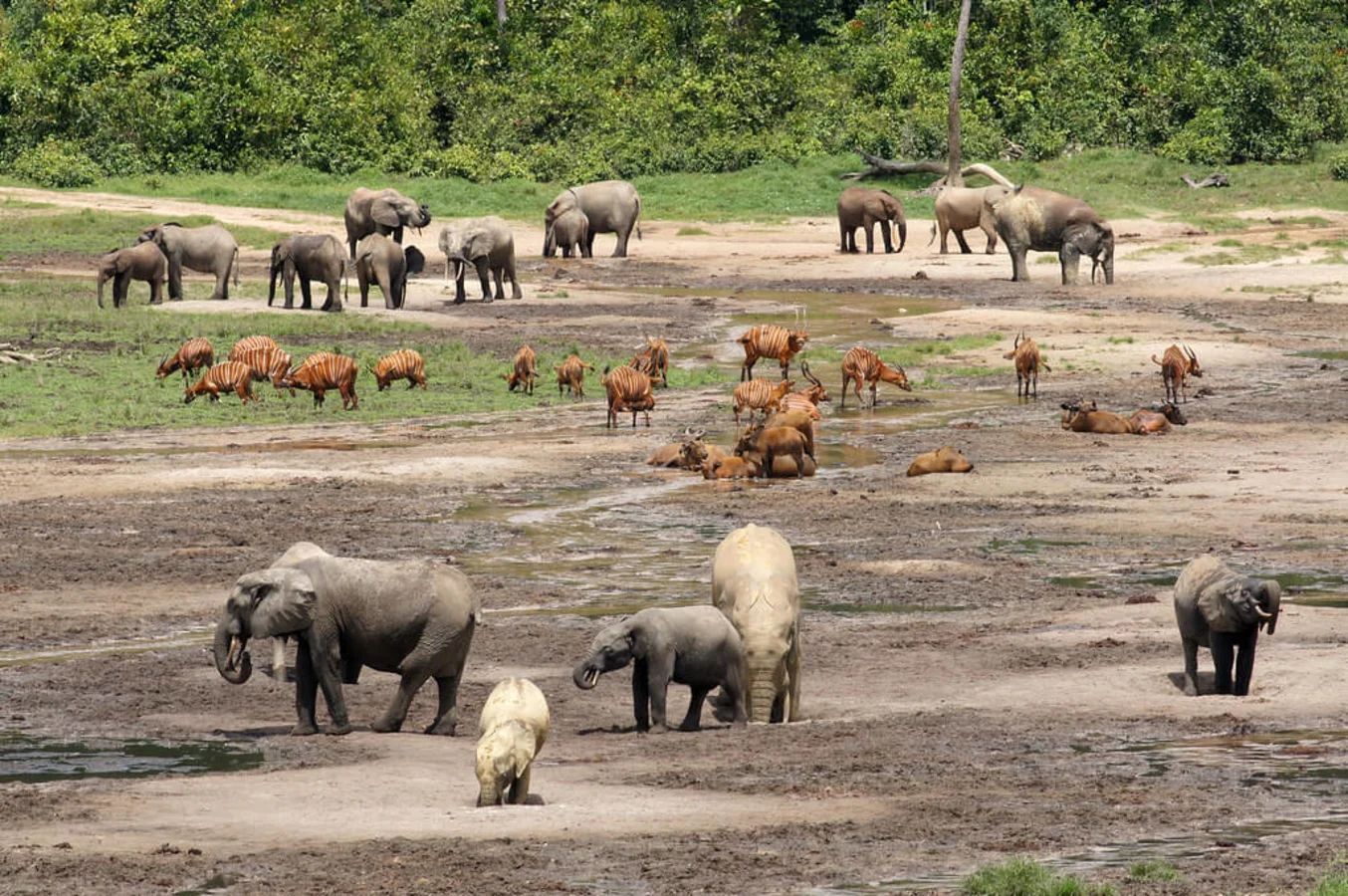 Dzanga Bai, République centrafricaine