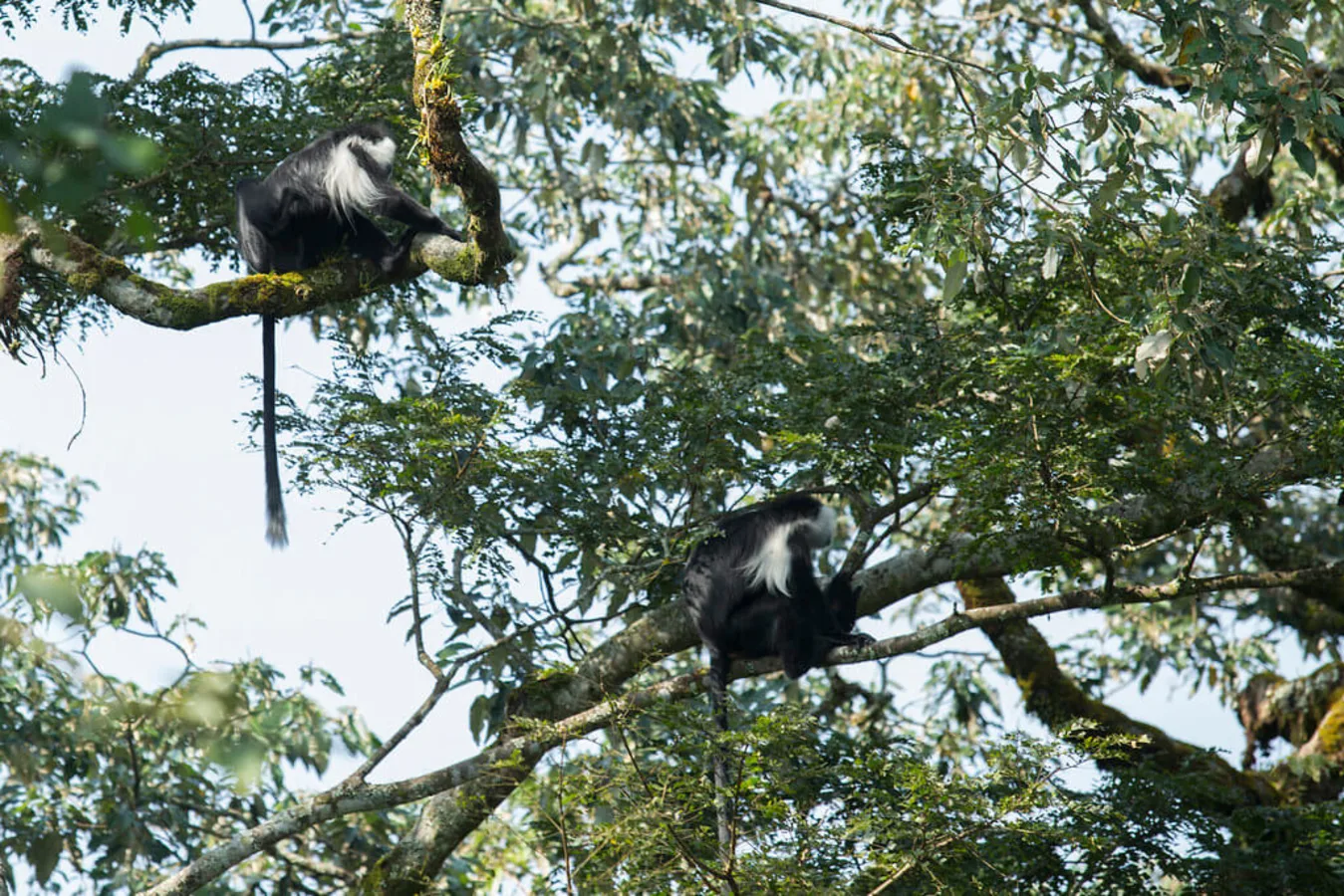 Parc national de Nyungwe, Rwanda