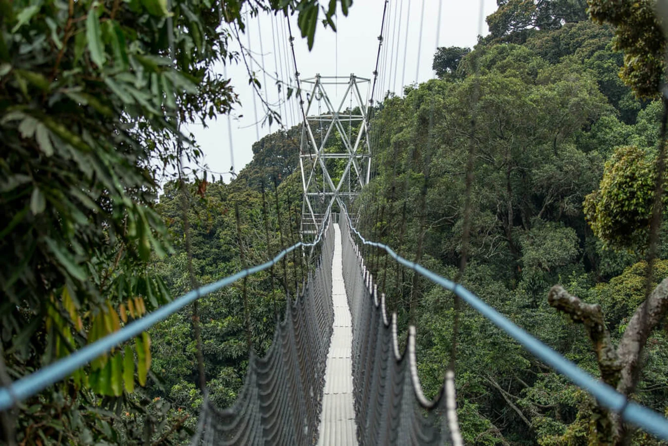 Nyungwe Canopy Walk, Rwanda