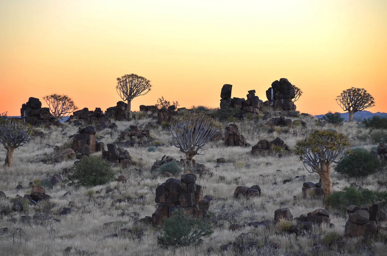 Foret de Kokerboom, Namibie