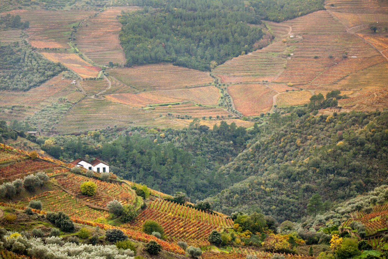Vignoble de la vallée du Haut Douro, Portugal