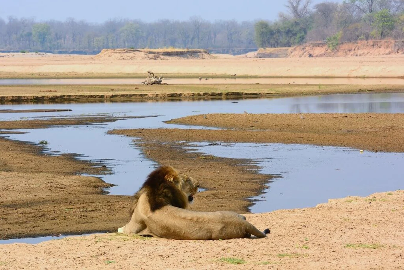 Parc national de Luangwa Sud, Zambie
