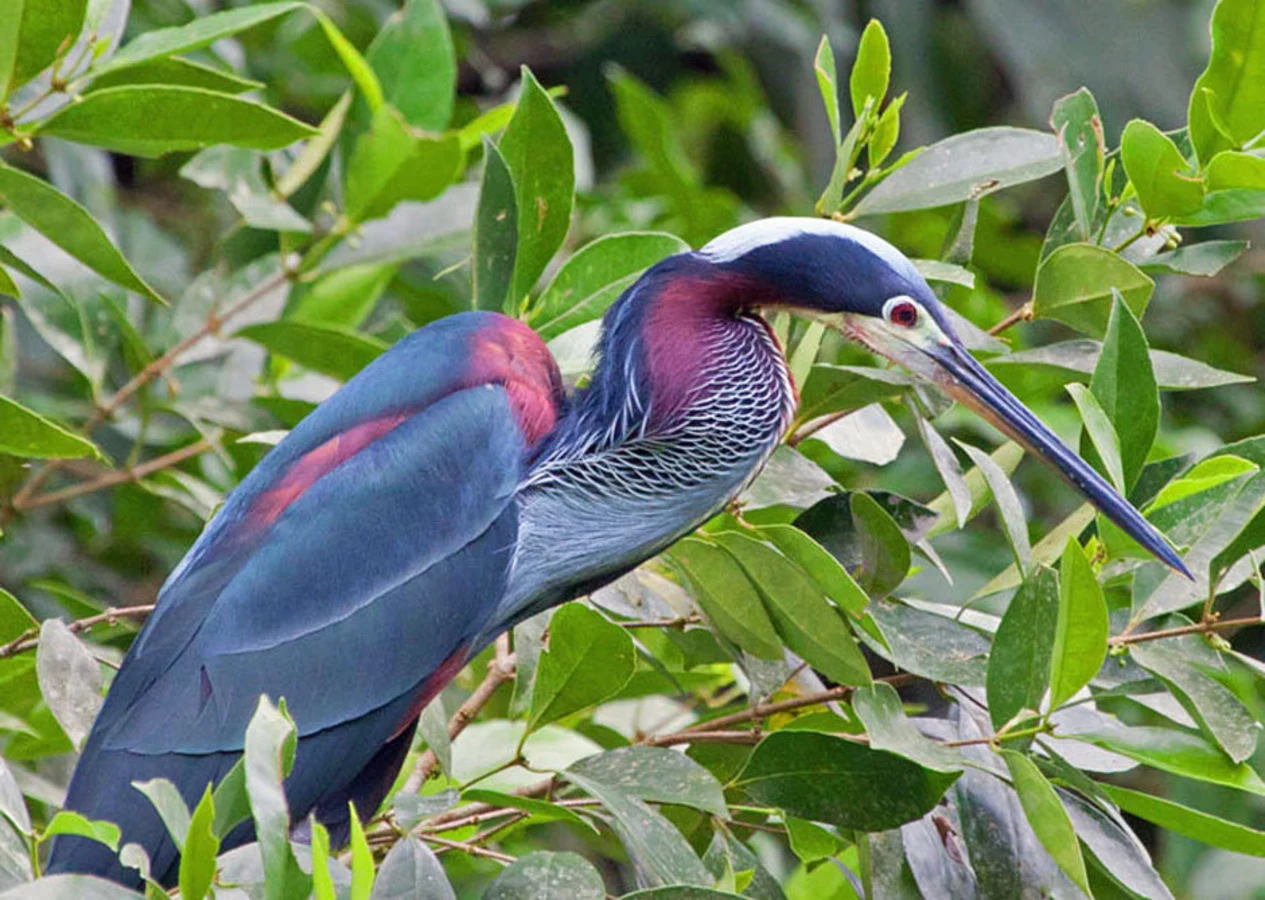 Pacuare Reserve, Costa Rica